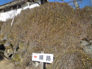 順路沿いの「黄梅」もだいぶ咲いてきました