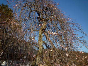 中咲きの「日月しだれ」も花をつけ出しました。