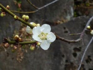 遅咲きの「月影」が一輪