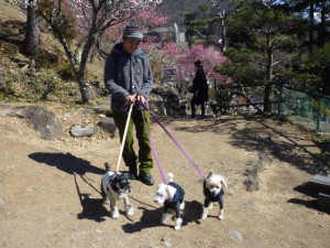 愛犬も元気に散策