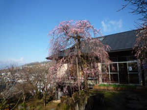 展示室前の「しだれ梅」