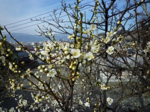 駐車場横の「緑宝」が開花