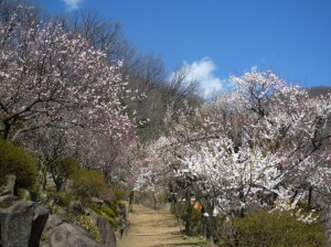 上の売店奥の寄り道コースも色鮮やかに