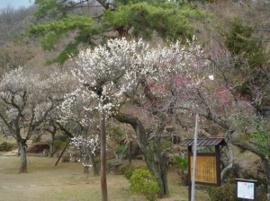 長生閣側の満開の花