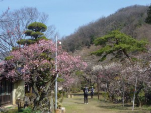 長生閣前の庭園も見頃です