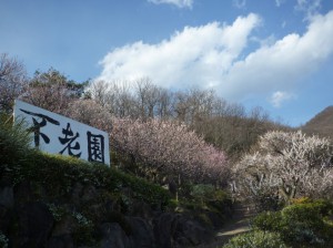 寄り道コースの奥はまだ見頃です