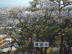 展望台下の満開の「思いのまま」