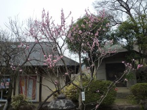 まだ頑張っている「開運梅」