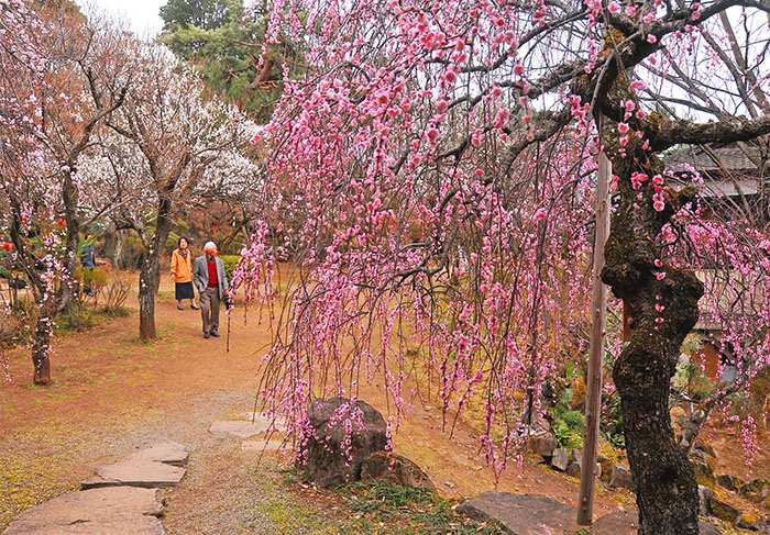 recommendation_2017_up 不老園 梅 観光地 山梨 フォトコンテスト 結果