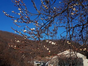 「冬至梅」が少しづつ咲き出しました。