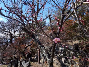 華麗な「紅冬至梅」が咲き出しています。