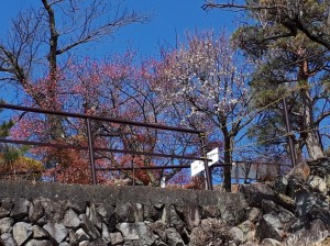 梅天神上の「寒紅梅」と「冬至梅」