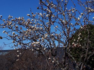 最初に咲き出した「雲竜梅」はもう満開。