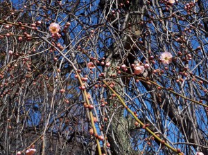 梅天神前の「しだれ梅」が一輪二輪と・・・。