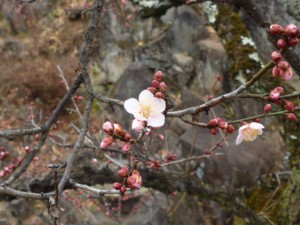 ピンクの「扇流し」が咲き出しています。