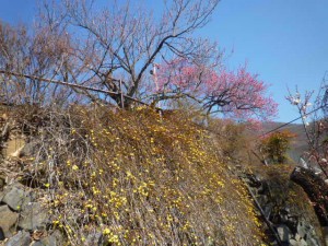 「寒紅梅」と「黄梅」も咲き揃ってきました。