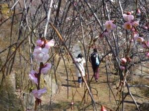 ｢しだれ梅」の中を散歩