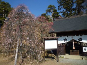 梅天神前の「日月しだれ」も３分咲き