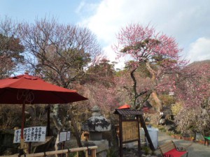 売店前の花も見頃を迎えました。