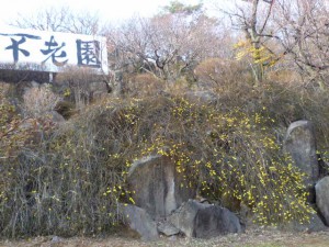 「黄梅」も見頃を迎え、黄色が鮮やかです。