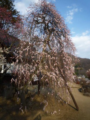 梅天神前の「しだれ梅」はもう７分咲きです。