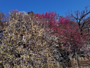 ｢冬至梅」の白とのコントラスト