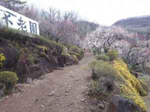 上の売店横からの小道も咲き出しました。