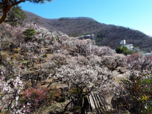 満開の園内