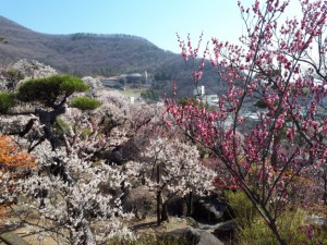 園内は色とりどりの花で満開