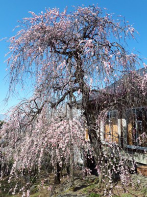 展示室前の「紅梅しだれ」が満開です。