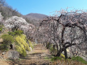 上売店横道からの景色もどうぞ