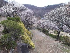 「黄梅の小道」も鮮やかです。