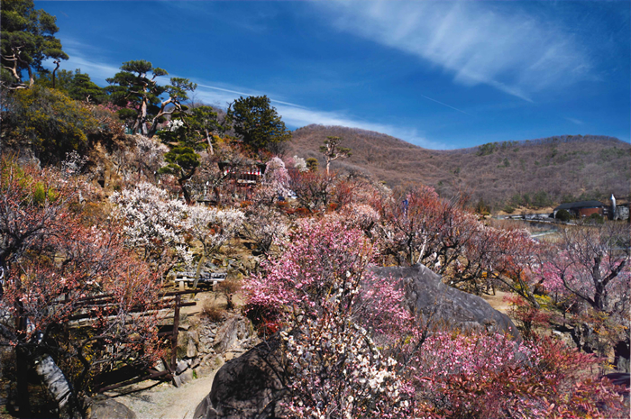 recommendation_2017_up 不老園 梅 観光地 山梨 フォトコンテスト 結果