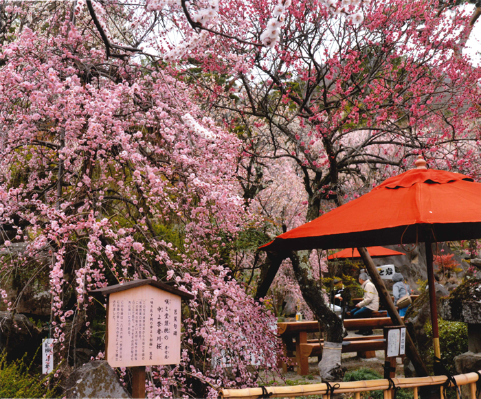 不老園 フォトコンテスト