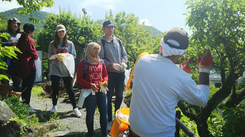 不老園　インターンシップ　インドネシア　留学生　梅もぎ体験