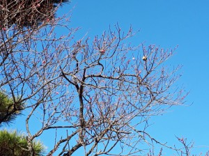 「寒紅梅」が5分咲きです。