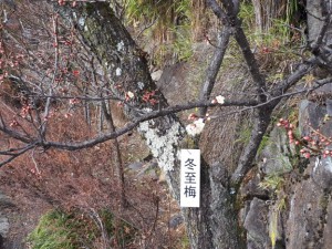 白の「冬至梅」も鮮やかに