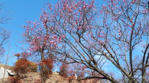 不老園看板付近の「紅冬至梅「」