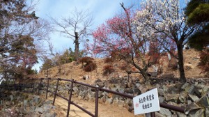 坂上の「寒紅梅」「冬至梅」はほぼ満開です。