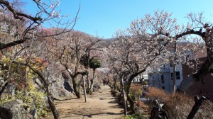 入園口付近も見頃に。