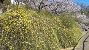 「黄梅の小径」はまだまだ綺麗です。