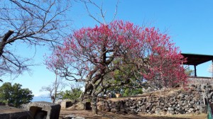 展望台の「紅千鳥」が満開です。