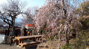 売店前の「紅梅しだれ」