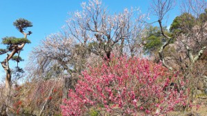 「紅千鳥」と「豊後梅」