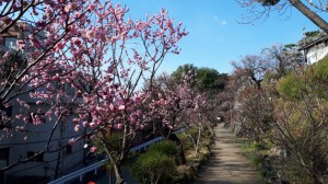 入口付近の「豊後梅」