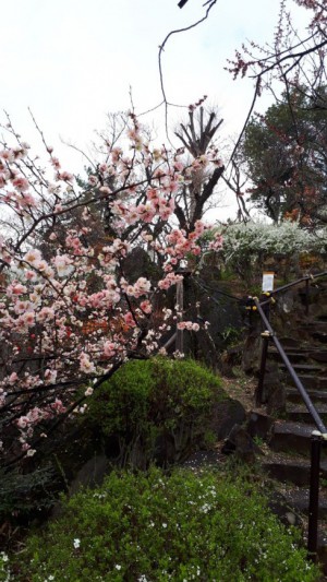 「ぼけ」の花が満開