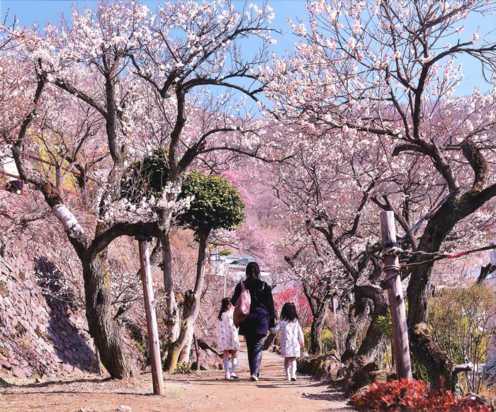 不老園 梅 観光地 山梨 フォトコンテスト 結果