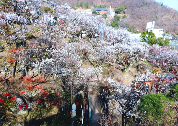 不老園 フォトコンテスト