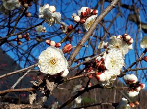 早咲きの「玉牡丹」