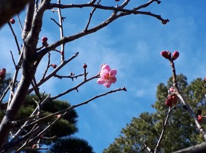 中咲きの「道知辺」がもう一輪